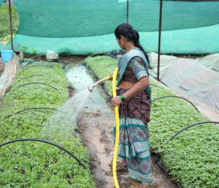 pexels-photo-27722046-27722046 A woman tending to a farm inside a greenhouse, watering plants with care.